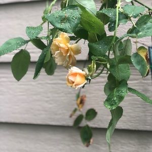 Meet your Posher, Anu